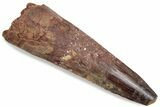 Bargain, Fossil Spinosaurus Tooth - Real Dinosaur Tooth #376382-1